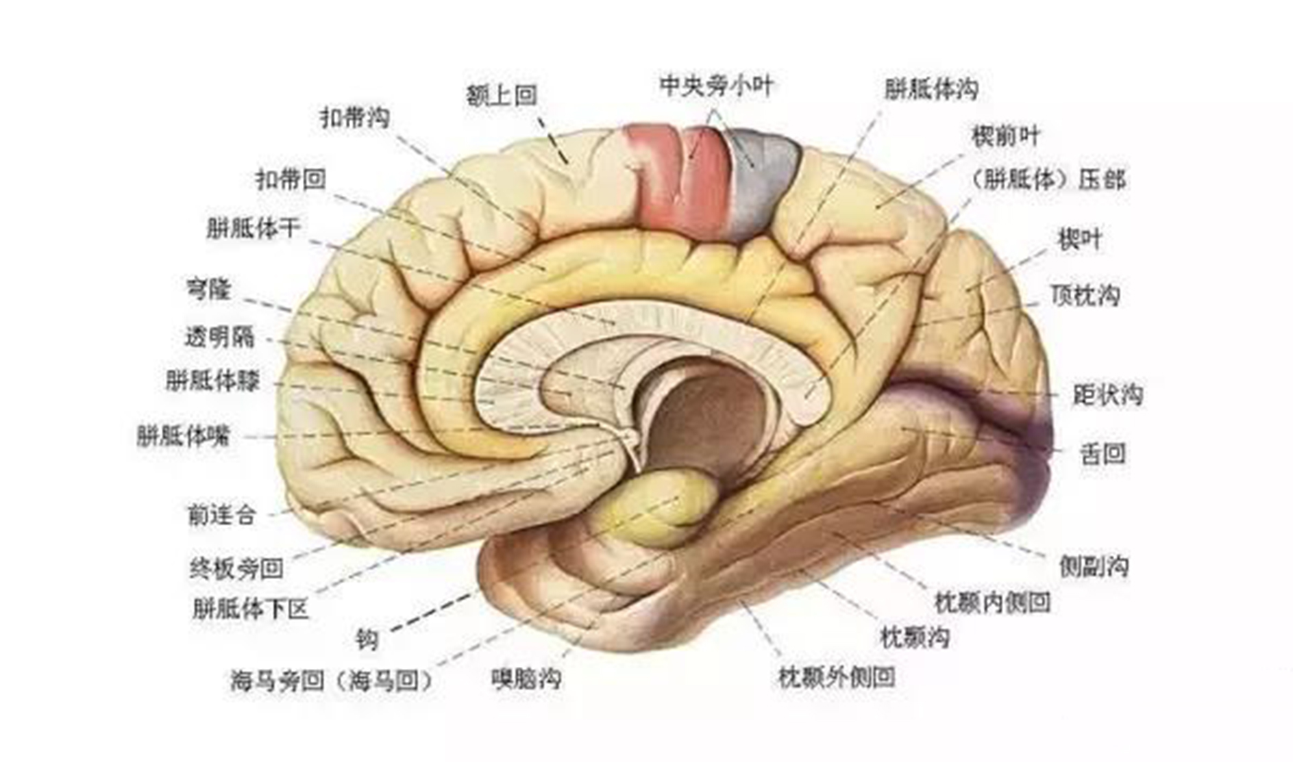 《香邑舍》沉香促进智力发育并提升记忆力?