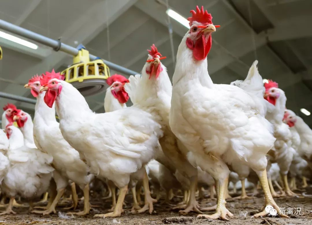64亿元收购京海禽业80%股权,温氏股份正式布局白羽肉鸡