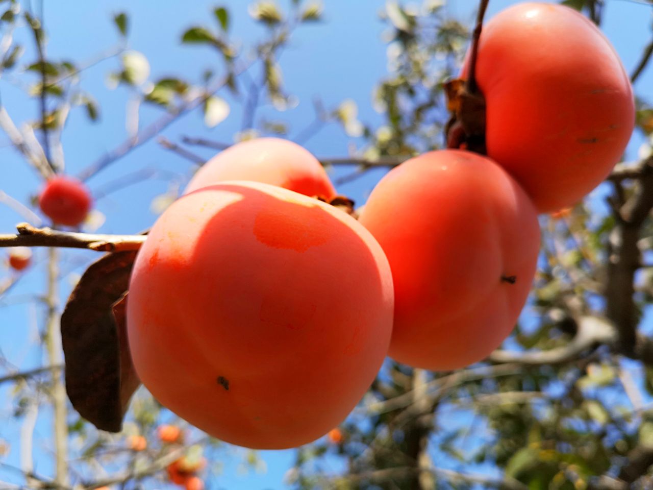 应季水果柿子你吃对了吗磨盘柿之乡的柿子熟了教你如何吃柿子