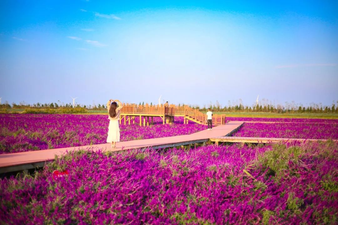 网红花海在慈溪也有了还不赶紧去