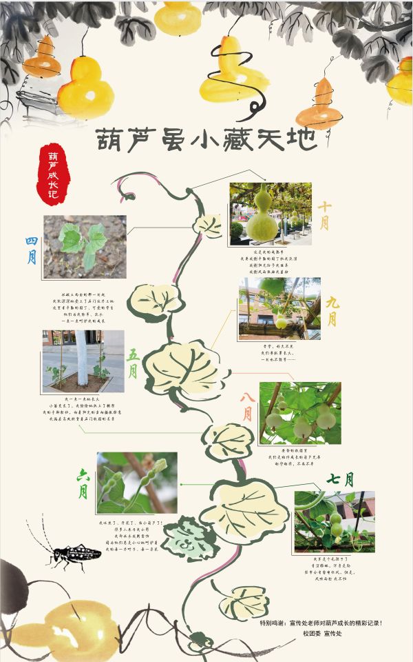 盆栽葫芦种植方法图片