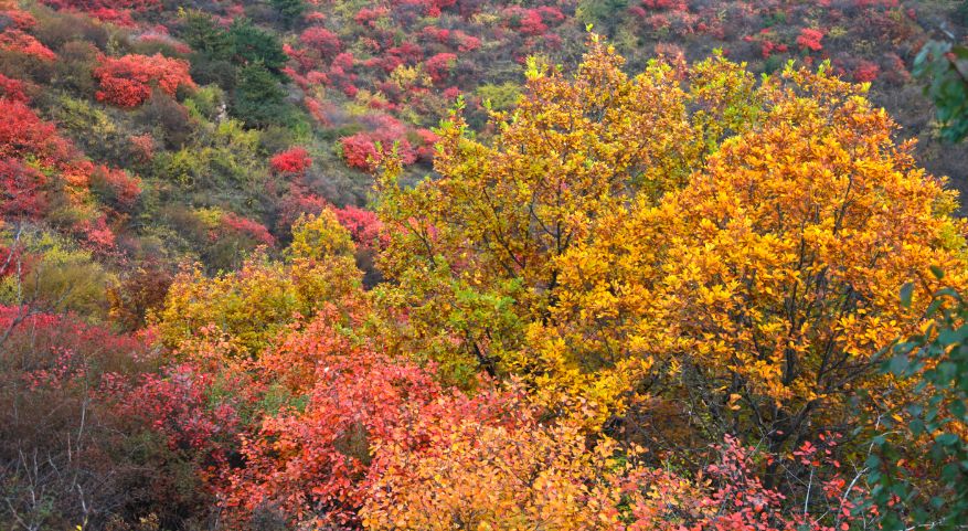 的黃櫨變得通紅安澤縣紅葉嶺風景區最美紅葉金秋十月安澤生活信息平臺