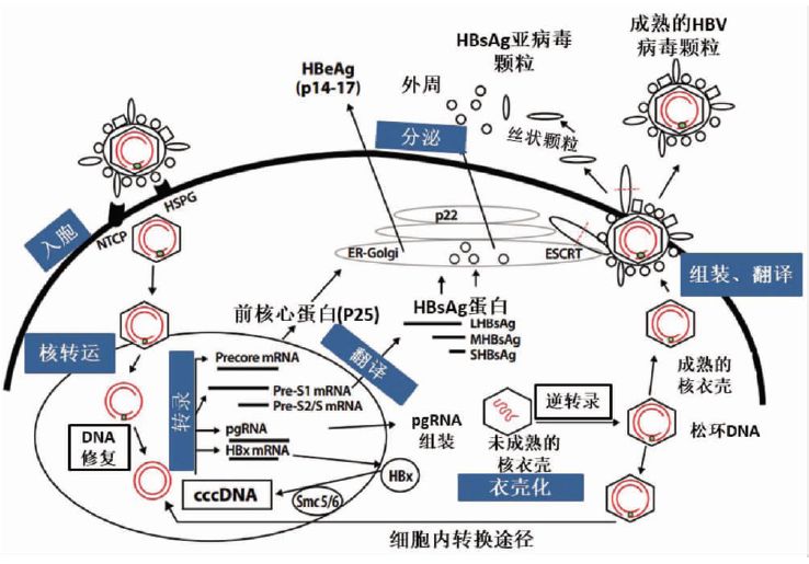 2019年抗hbv新藥研究一覽