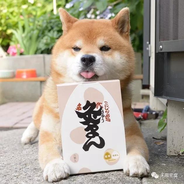柴犬界表情帝ryuji霸气登场