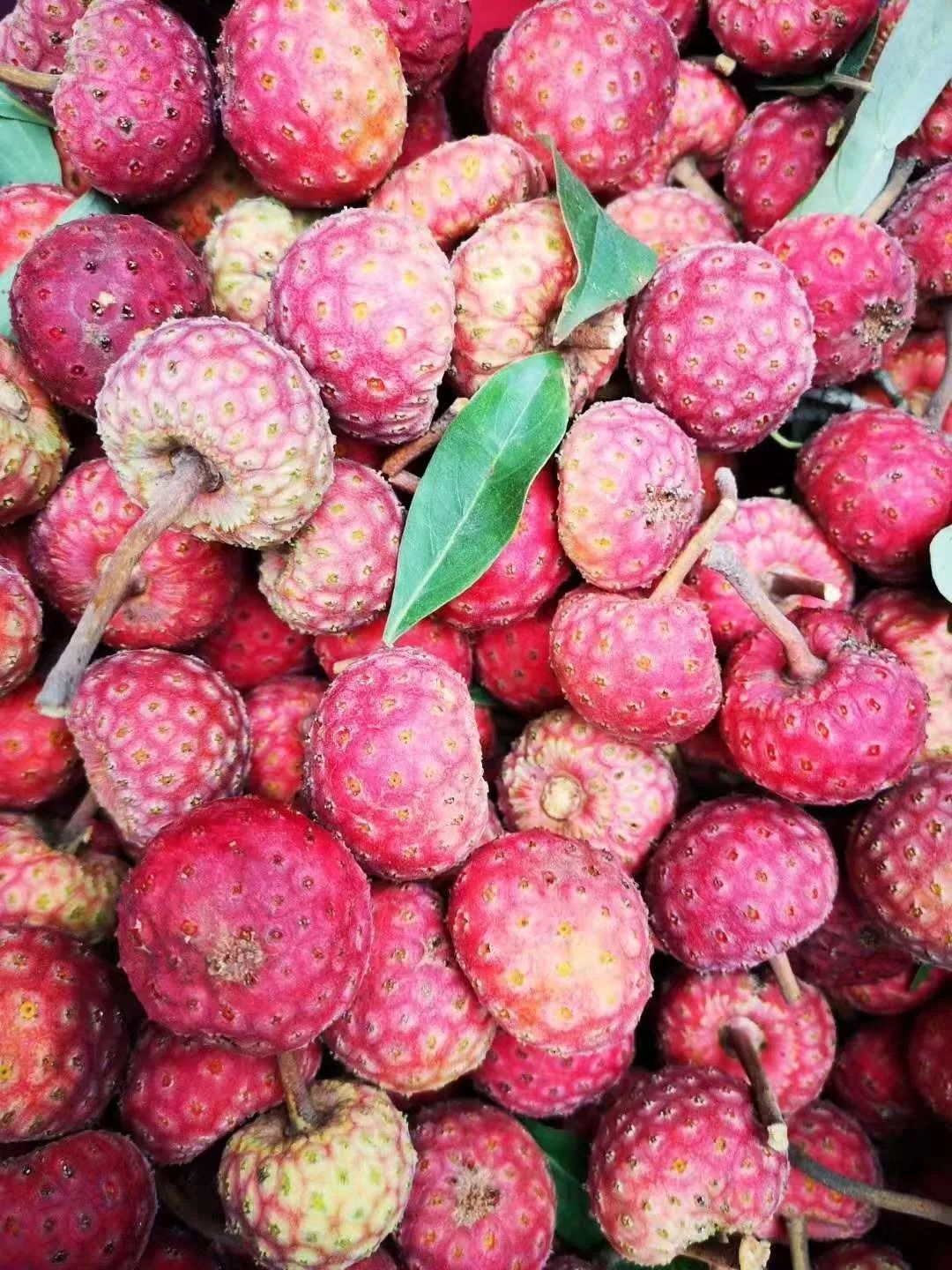 罗平山上的免费野荔枝红了你尝鲜了吗