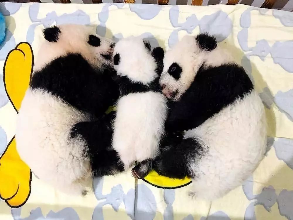 就等你的灵光一现~三只新生秦岭大熊猫"宝宝"全国征名