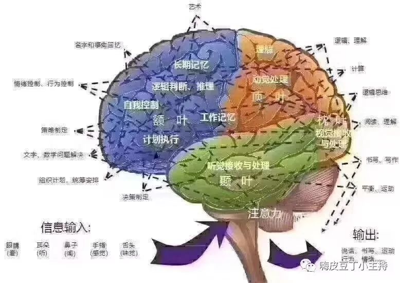 官宣清大学堂全脑课强势来袭开发大脑没有最强只有更强