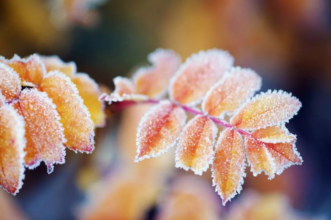 【节气】今日霜降,这禁忌你知道吗?