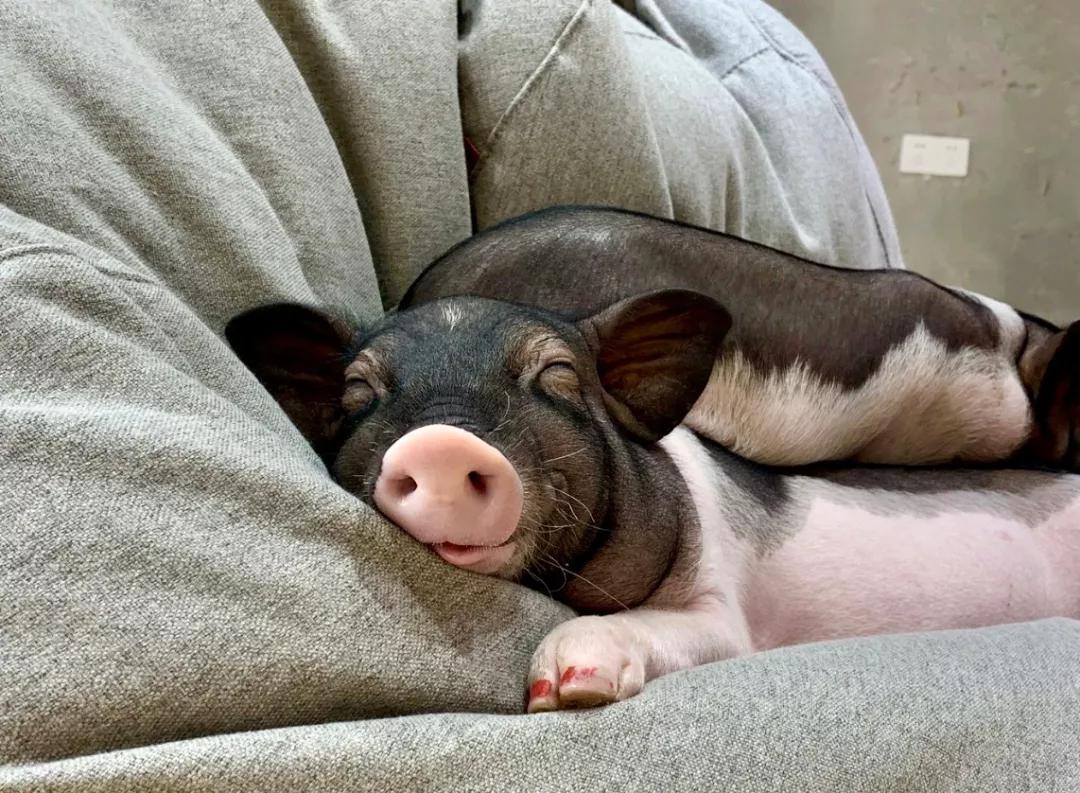 12只小香猪在线营业! _猪猪