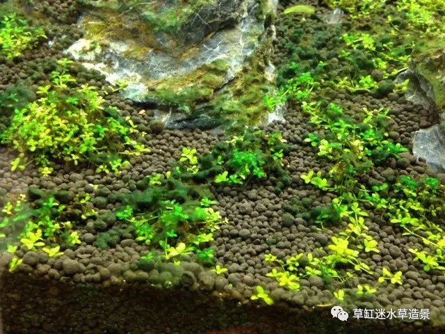 蓝绿藻 ↓ ↓↓一般在缸壁和水草泥交界处,严重时