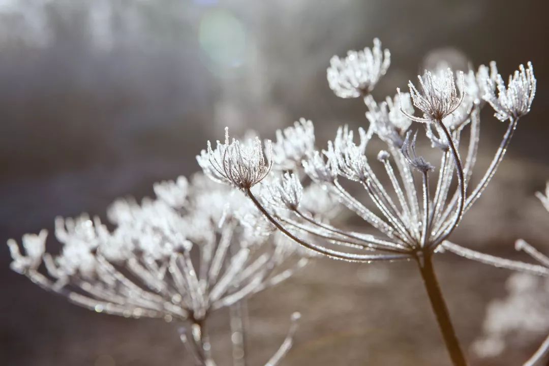 "凝霜"是霜降节气最具特色的气候特征附着在叶片上的"霜花"带着独特的