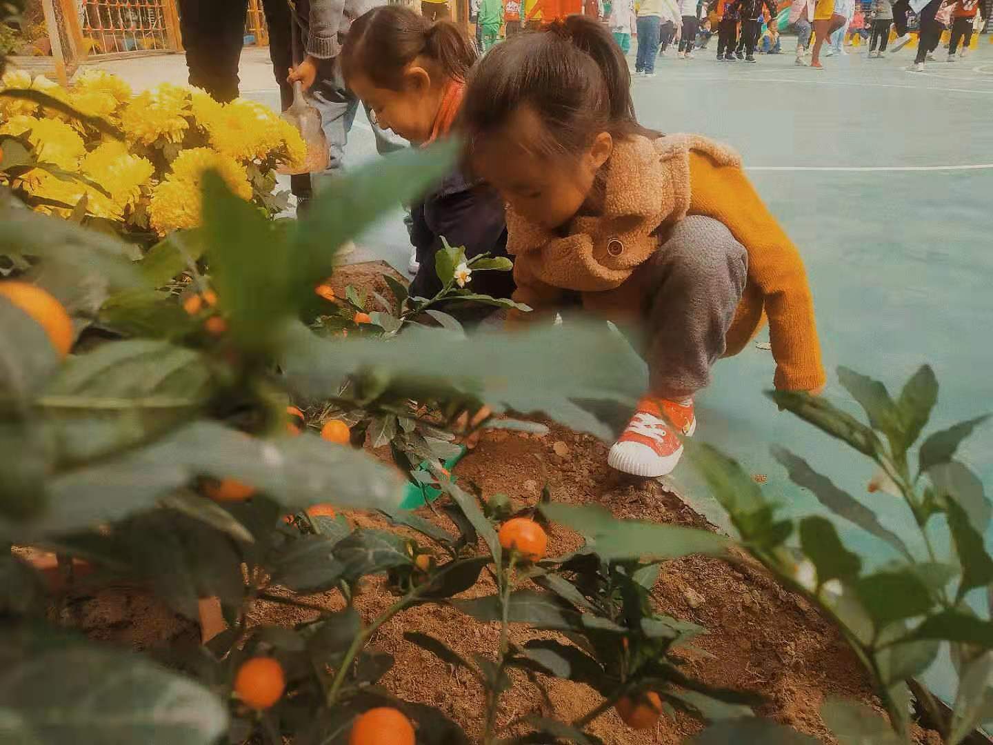 小朋友赏菊花图片