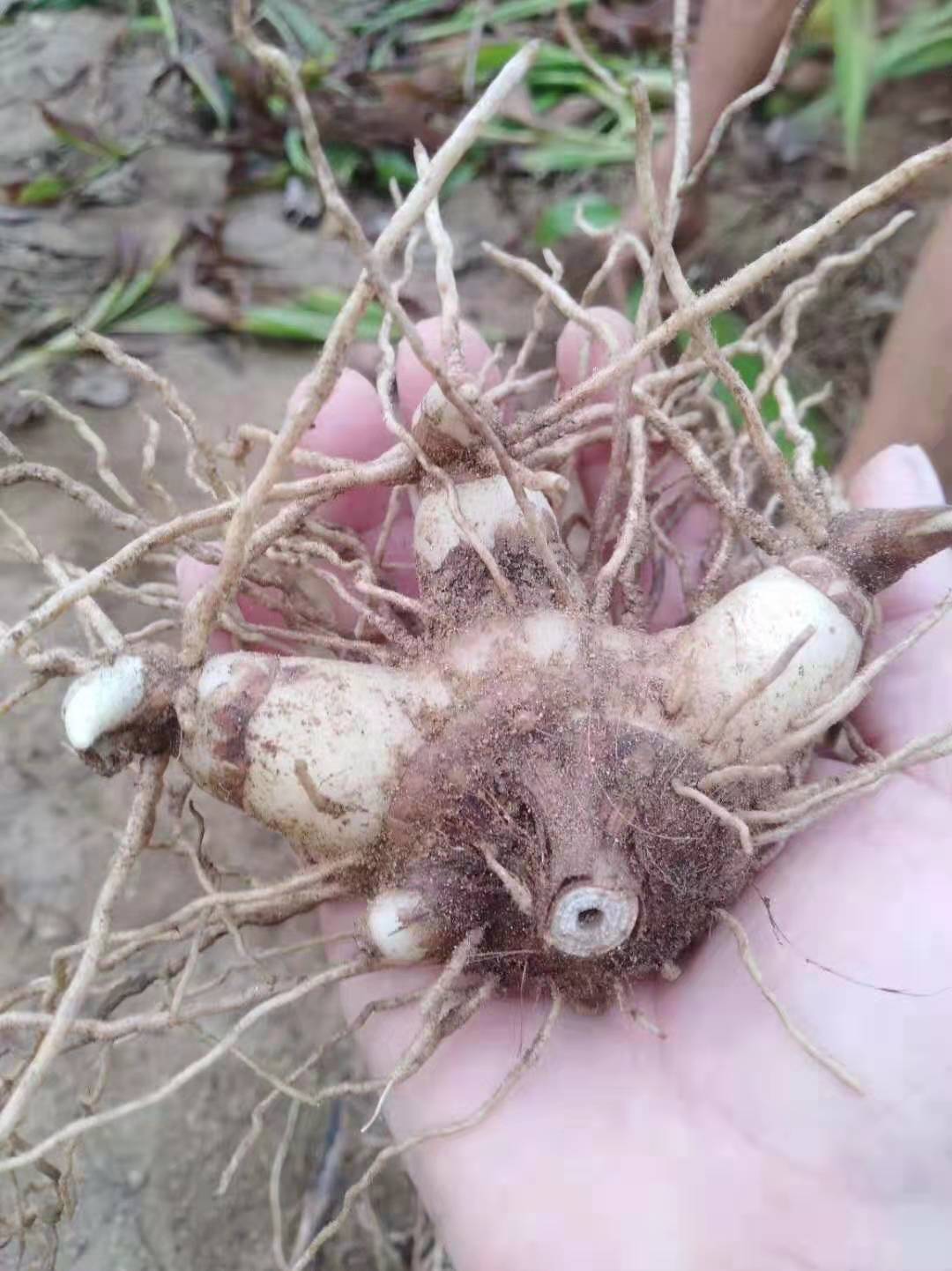 中药材白芨采挖要注意什么?