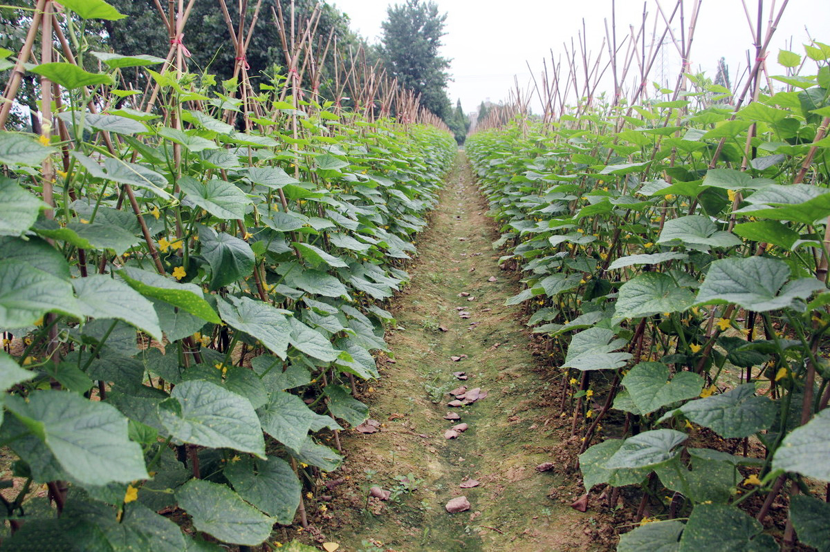 黄瓜如何施肥?用好两个施肥小窍门,黄瓜增产不难