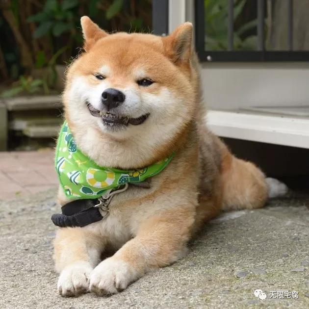 柴犬界表情帝ryuji霸气登场