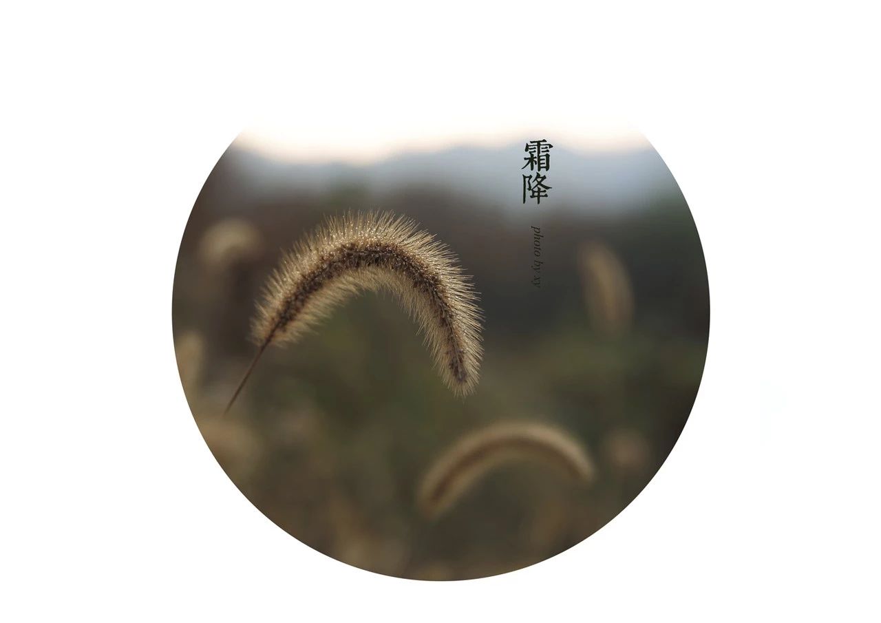 霜降灞河垂柳挂薄霜饮酒一觞赋诗狂