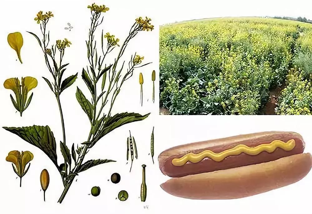 山葵酱是由山葵根磨成细泥状制成的,它和由芥菜种子磨成的芥末酱压根