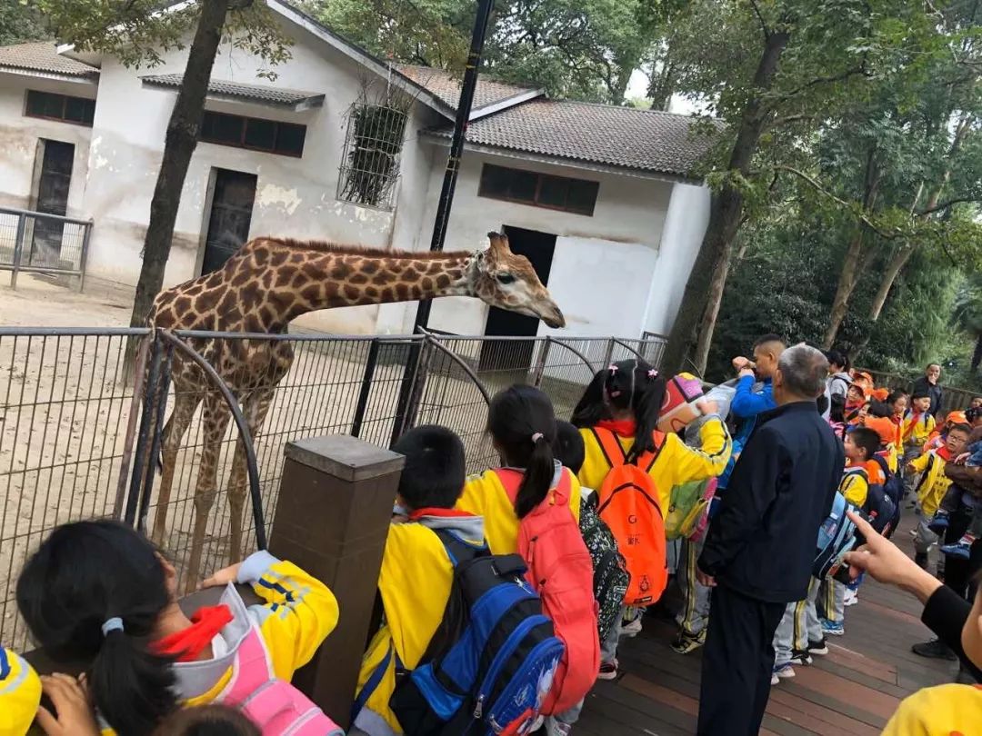 親密接觸三墩小學雙橋校區一,二年級同學來到了杭州動物園.