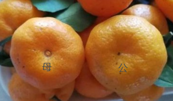 吃了多年的橘子原来它也分公母学会这几招轻松挑出香甜橘子