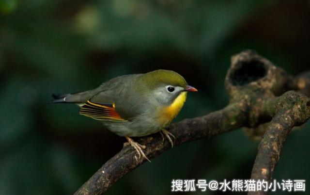 夜莺与玫瑰笼罩在尾烟和灰尘下有琥珀般的深遂