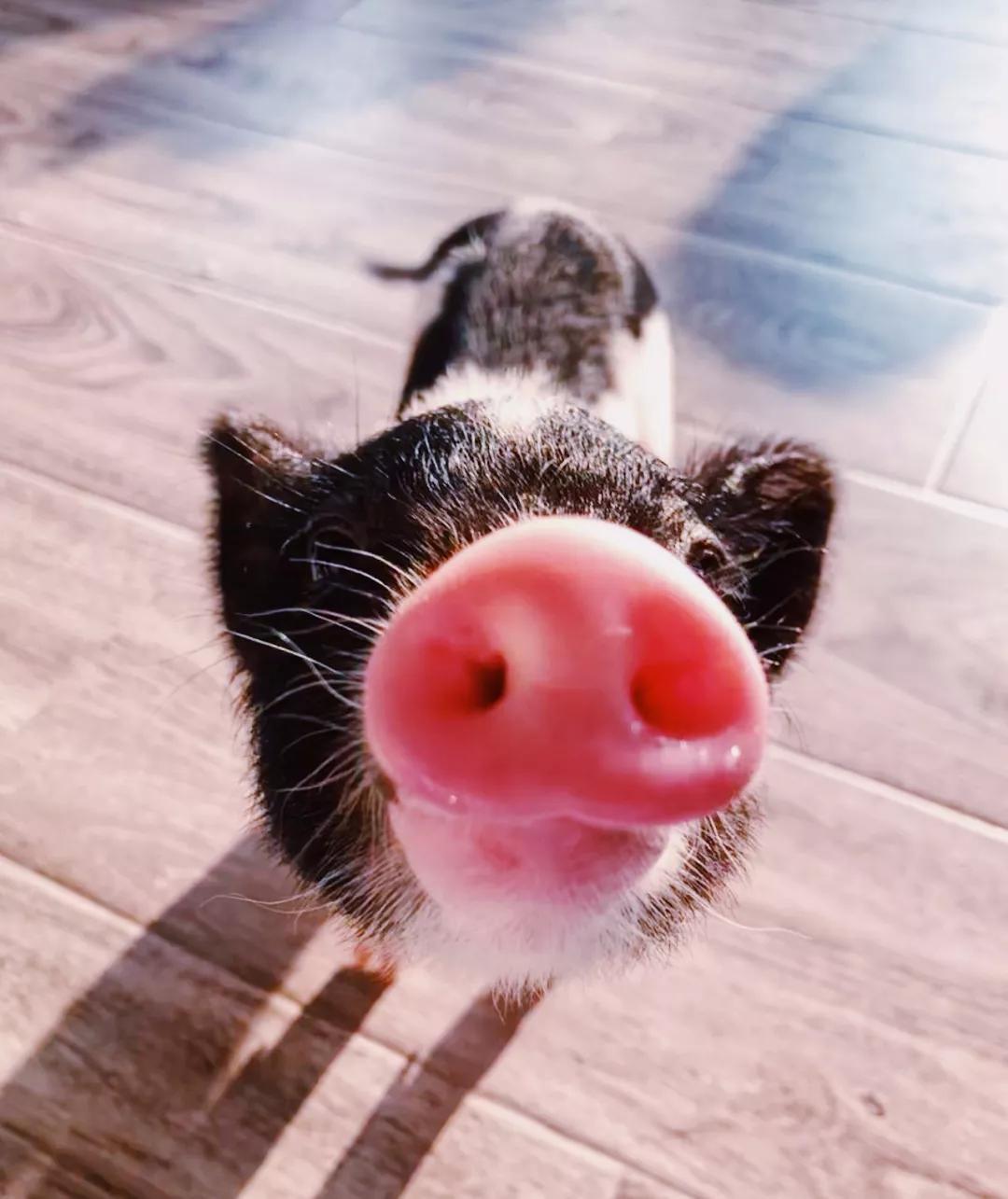 魔都首家撸猪咖啡馆12只小香猪在线营业