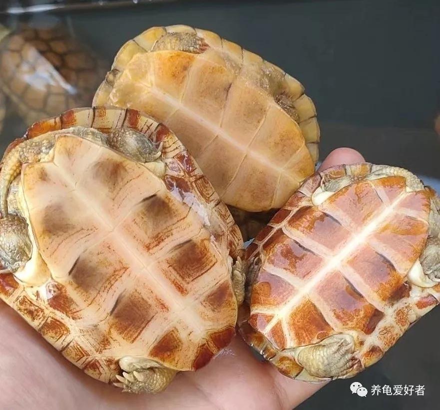 靓丽的"水锈龟",你是不是也想培养一个?