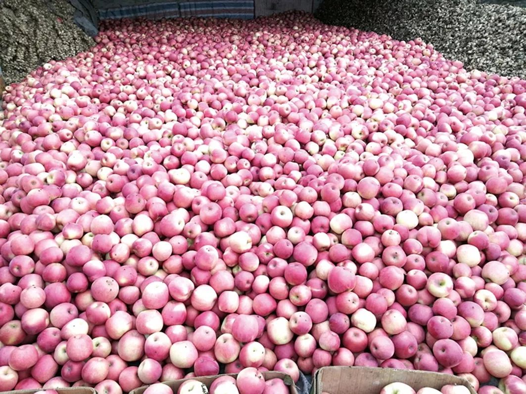 百吨苹果滞销谁来帮帮他们村第一书记急了