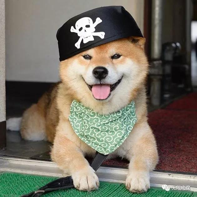 柴犬界表情帝ryuji霸气登场