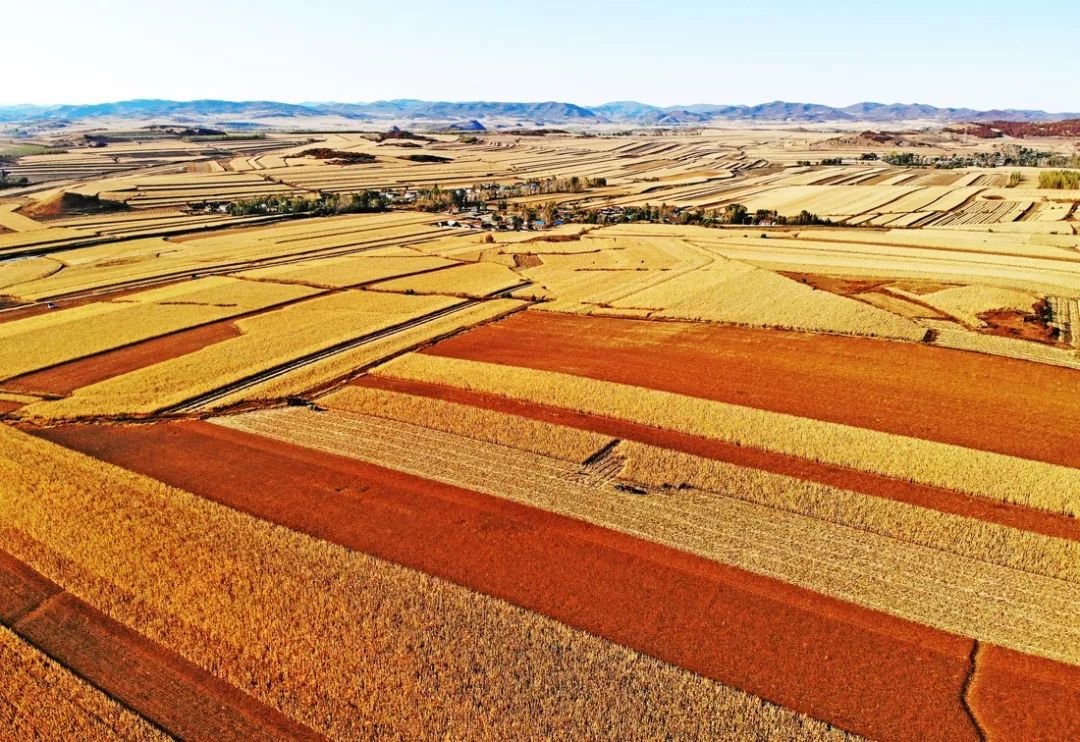 丰收图景扑面来_收获