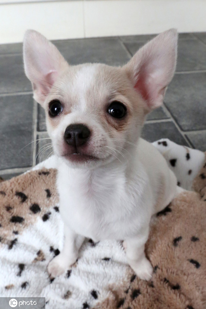 台湾女主持胸前出现吉娃娃网友笑坏了图