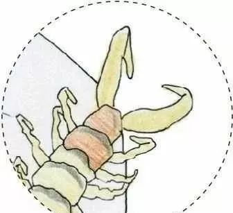 彩铅教程多手多脚的蜈蚣