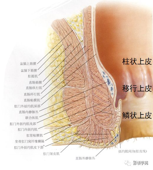 肛门口齿状线图片图片