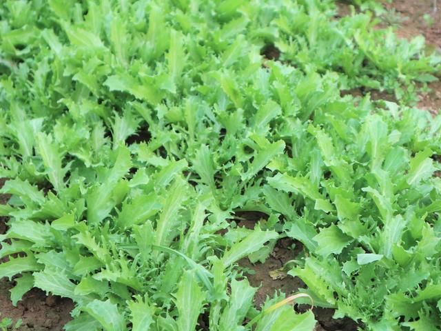 苦菊又称九芽生菜,狗牙生菜,苦荬菜,栽培菊等名字,它是一年生或两年生