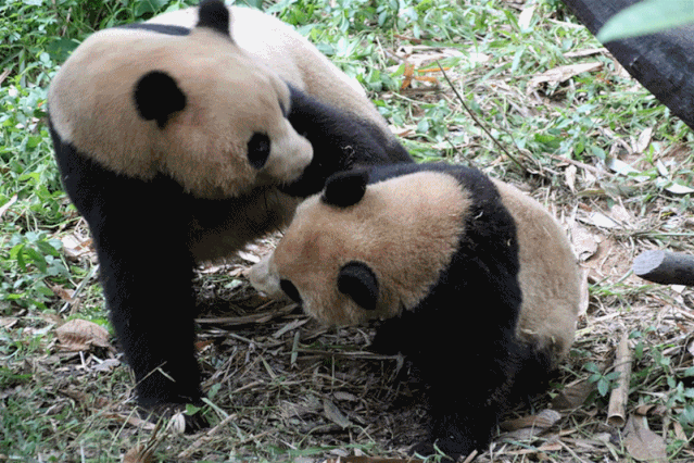 一打滚就容易把自己弄得脏兮兮的好像刚刚挖煤回来的样子