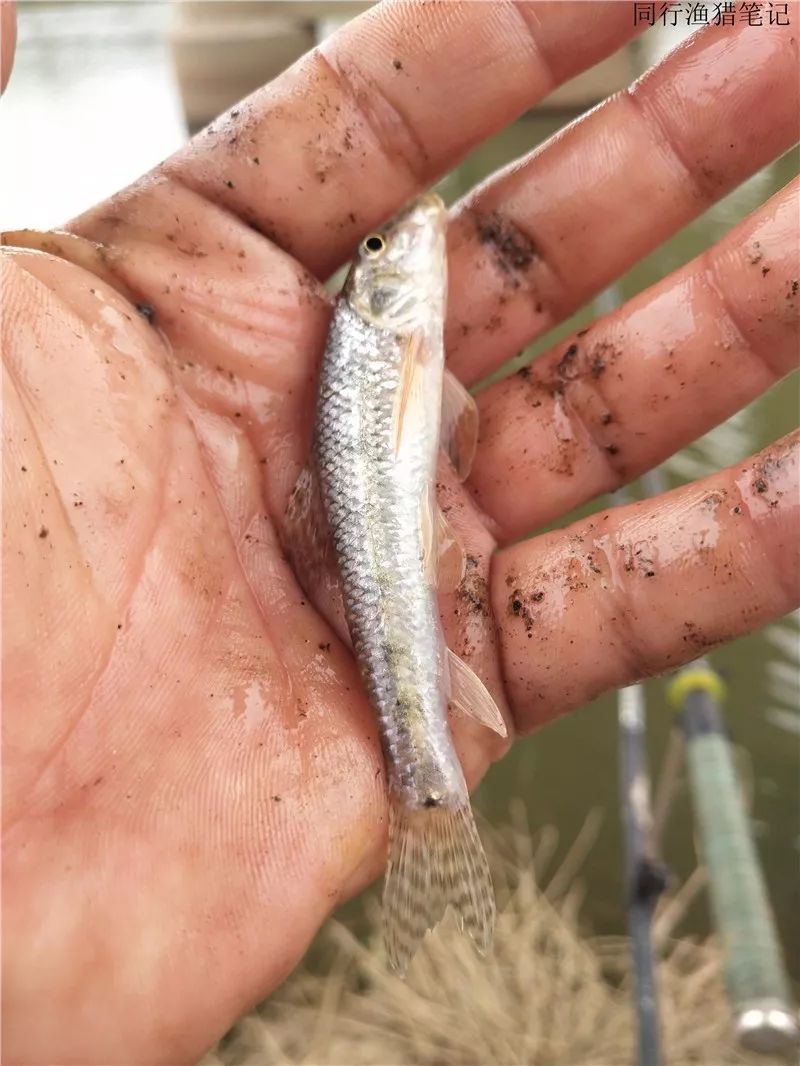 20191024钓鱼笔记无漂施钓还遇小连杆