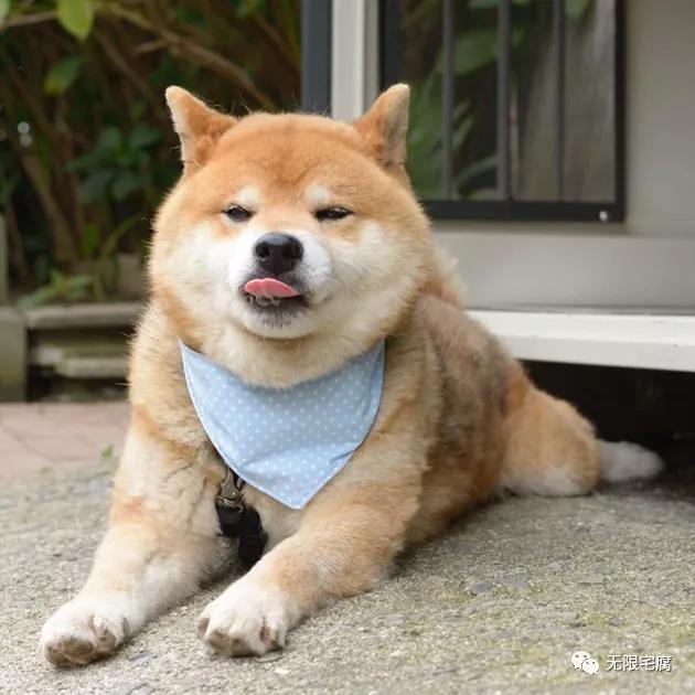 柴犬界表情帝ryuji霸气登场