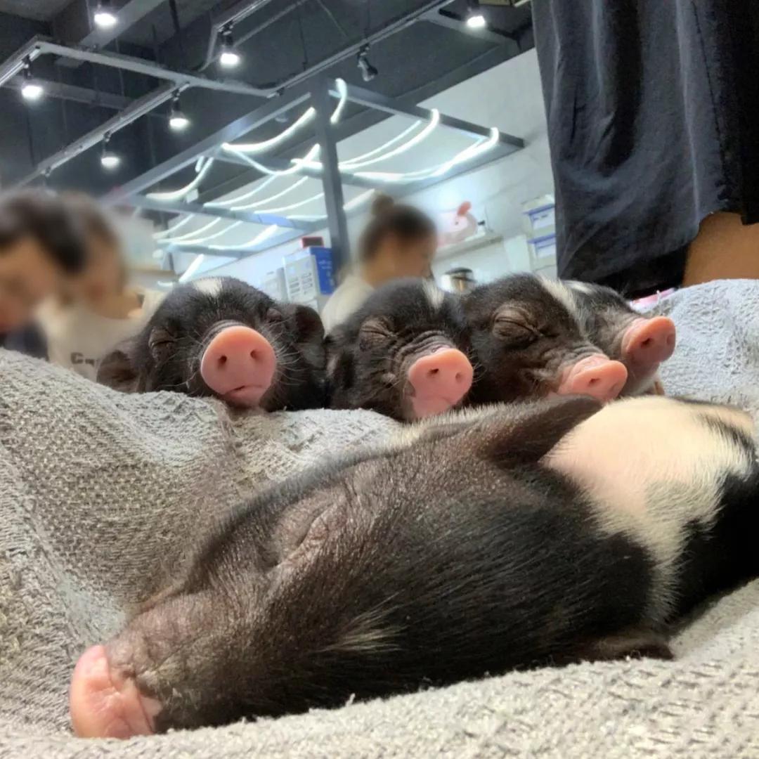 一群猪睡觉的表情包图片
