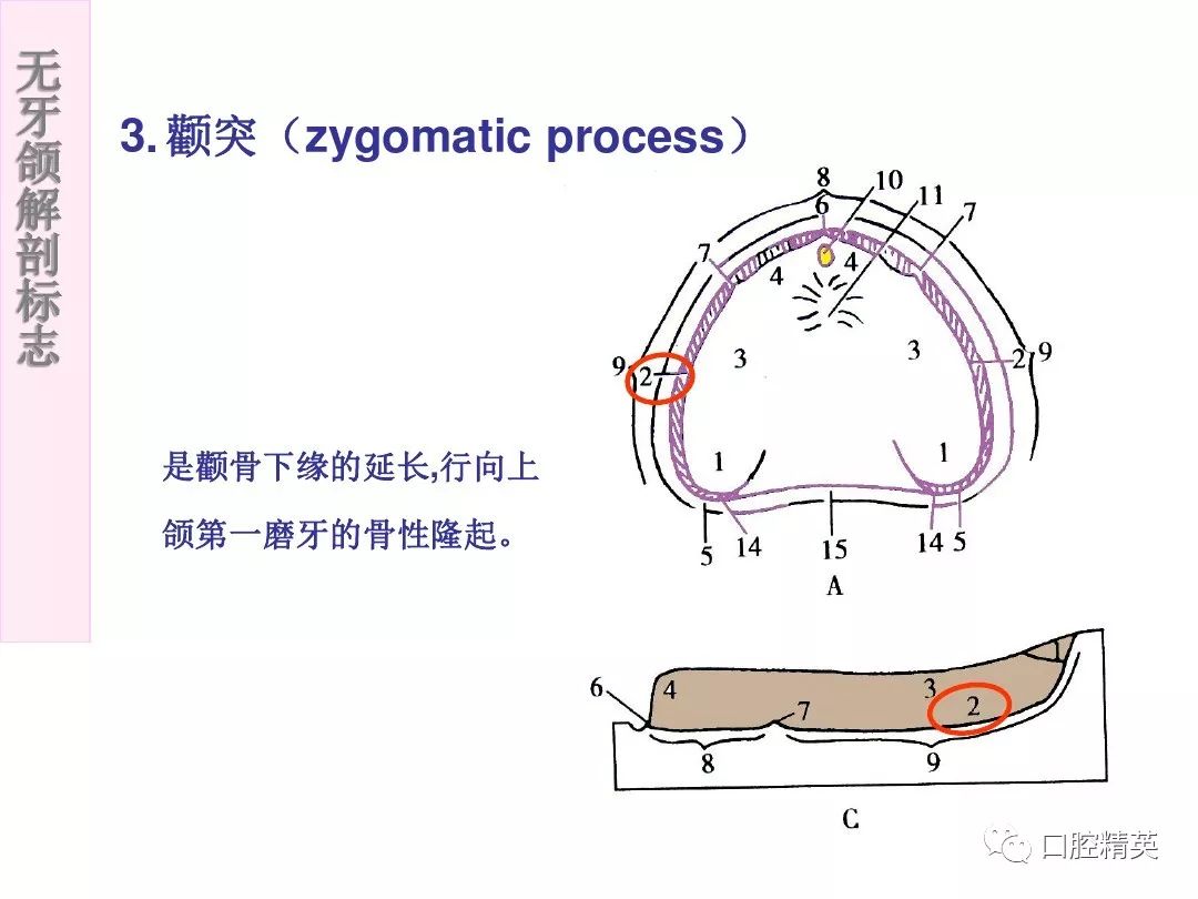 无牙颌的解剖标志图片图片