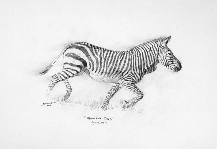 野生动物素描欣赏美国画家johnbanovich