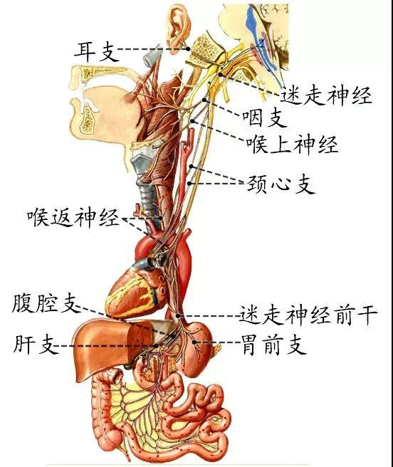 周圍神經腦神經圖譜以及思維導圖