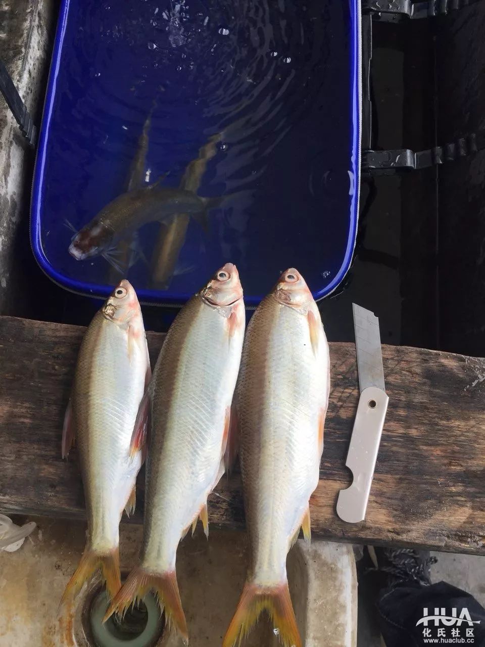 釣友們用不空軍餌料上過什麼魚,這大鯉魚夠勁!_麻魚