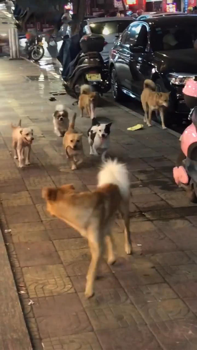 女子大街上偶遇一群狗,仔细一看后哭笑不得,网友:还有带头的