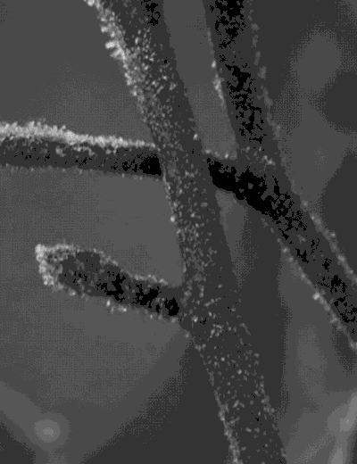 其实,我们就是那一颗颗小小的露珠,期待自己也会化作美丽的霜花吧!