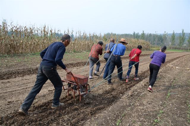河南农村再现人工拽耧场面六位老人耩五亩麦子平均年龄超60岁