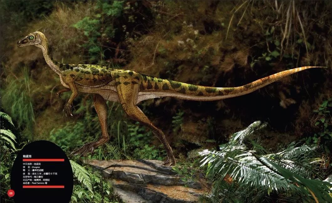 恐龙大明星黎明之贼始盗龙