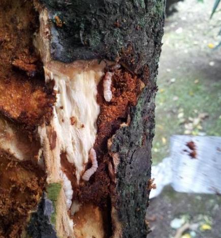 园林蛀干害虫专题报道--天牛的发生规律和全年防治技术-透翠树皮穿透