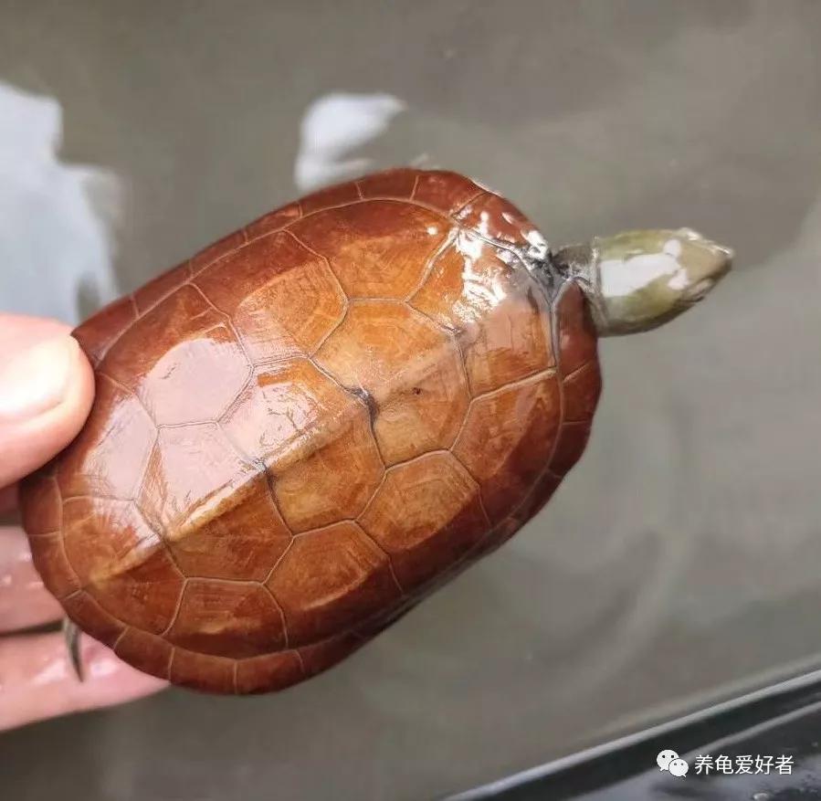 靓丽的"水锈龟",你是不是也想培养一个?