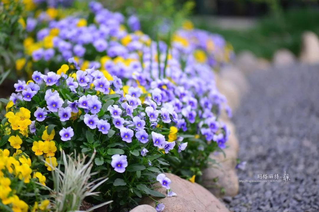 来自@玛格丽特-颜有的宝宝分不清角堇和三色堇,其实很简单:中间有