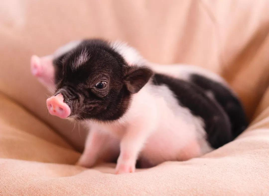 魔都首家撸猪咖啡馆12只小香猪在线营业