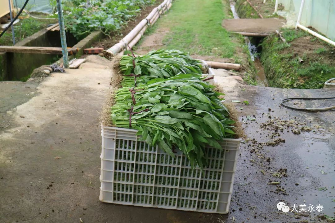 菜旺旺家庭农场空心菜是这样炼成的